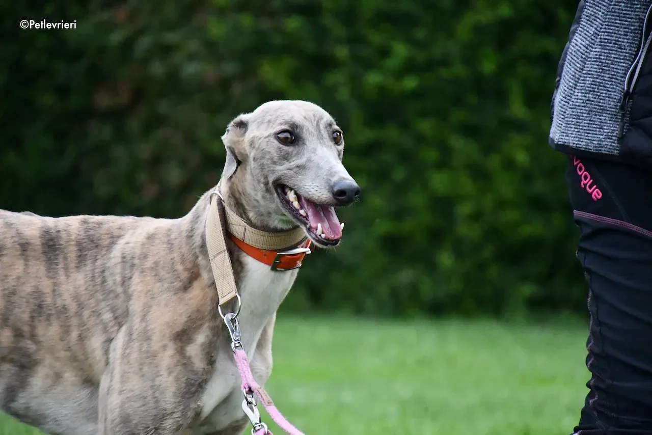 greyhound adoption day 30 maggio 38