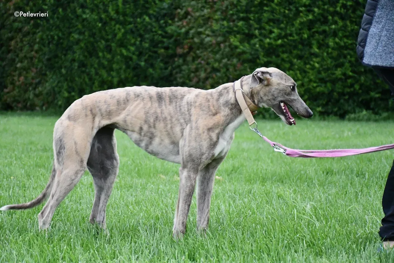 greyhound adoption day 30 maggio 39