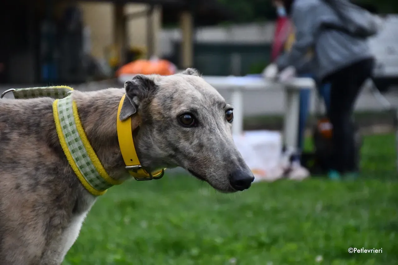 greyhound adoption day 30 maggio 4