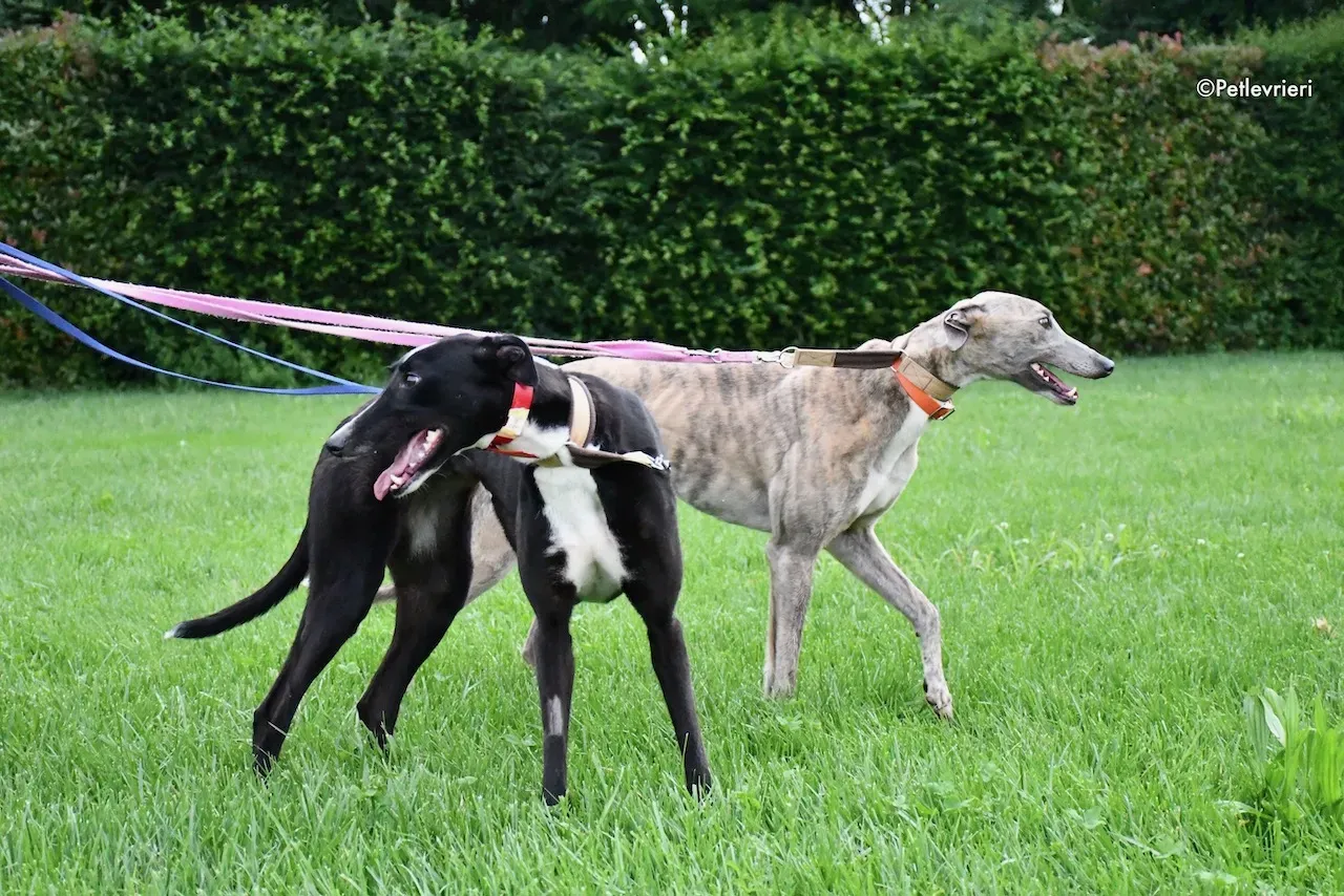 greyhound adoption day 30 maggio 40