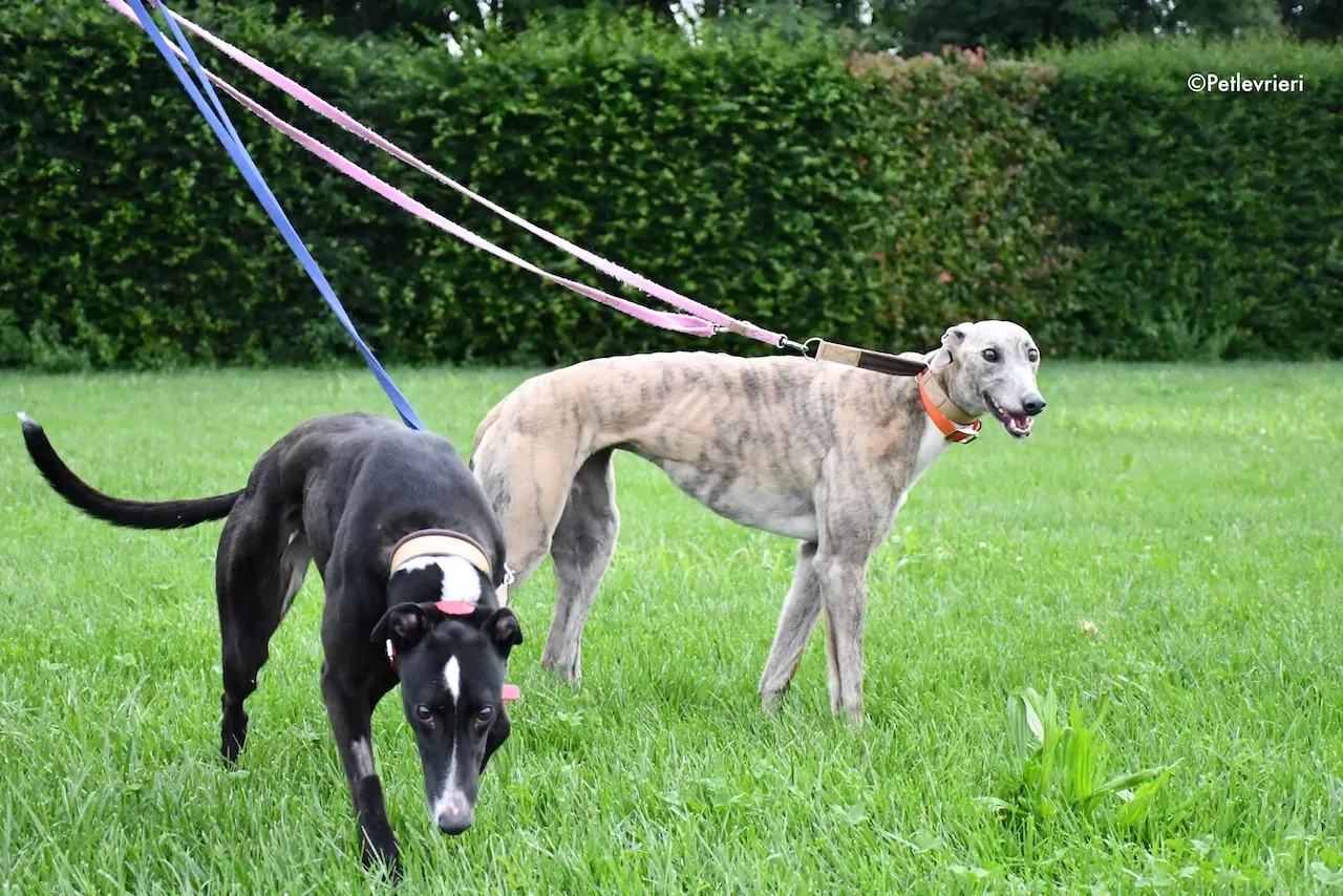 greyhound adoption day 30 maggio 41