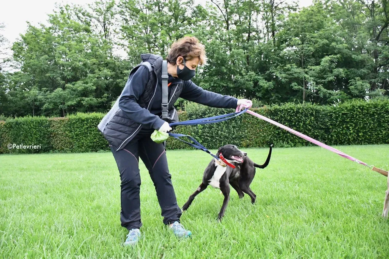 greyhound adoption day 30 maggio 42