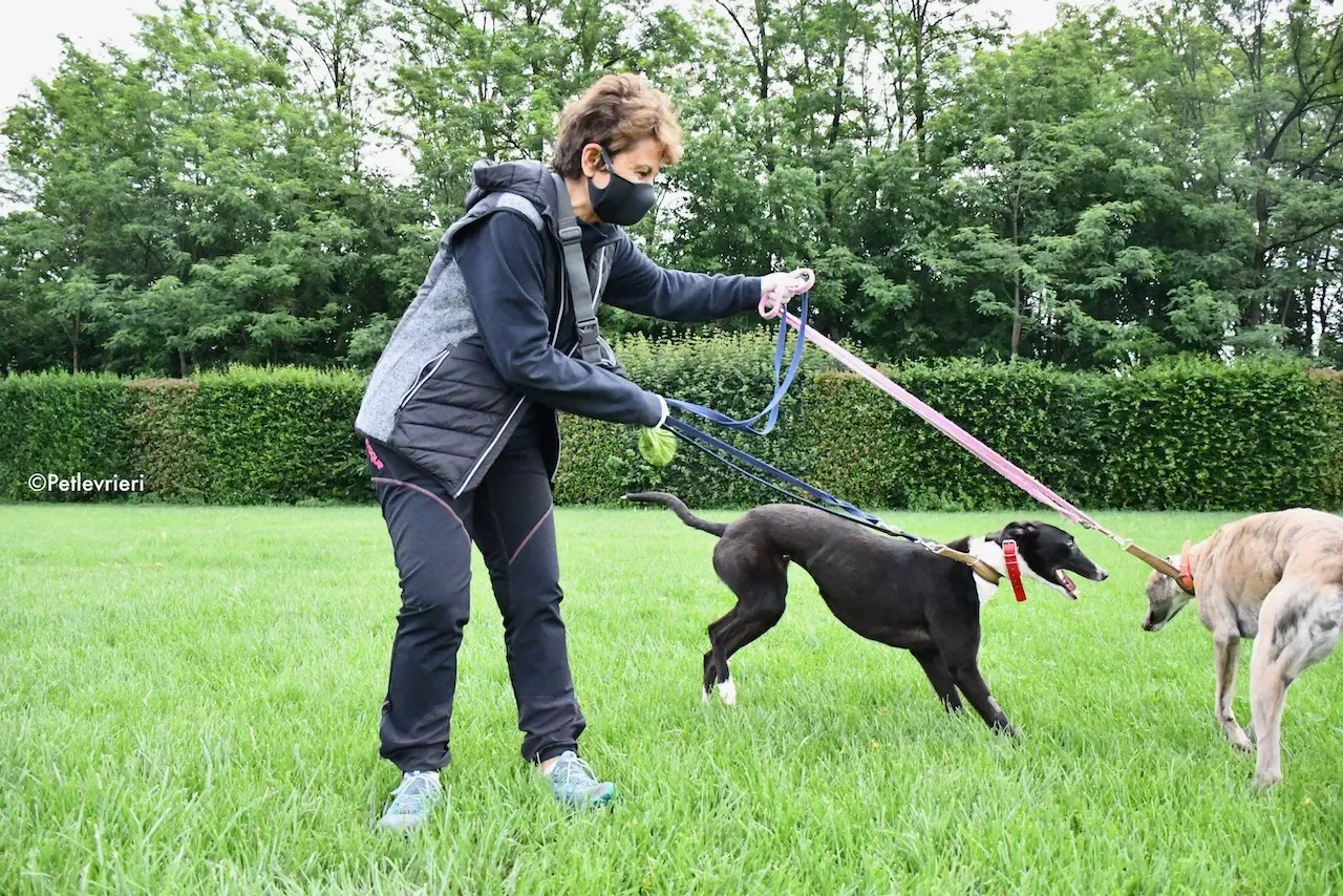 greyhound adoption day 30 maggio 43