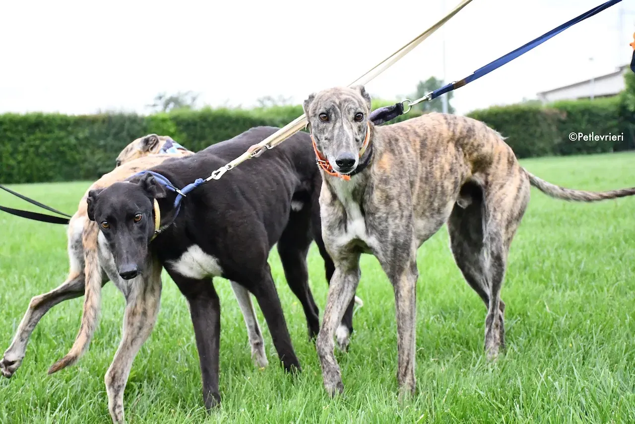 greyhound adoption day 30 maggio 44