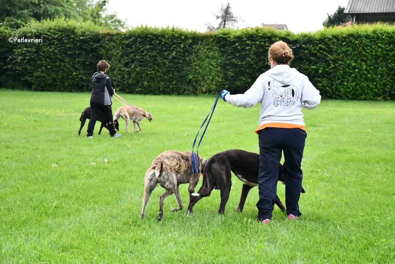 greyhound adoption day 30 maggio 45