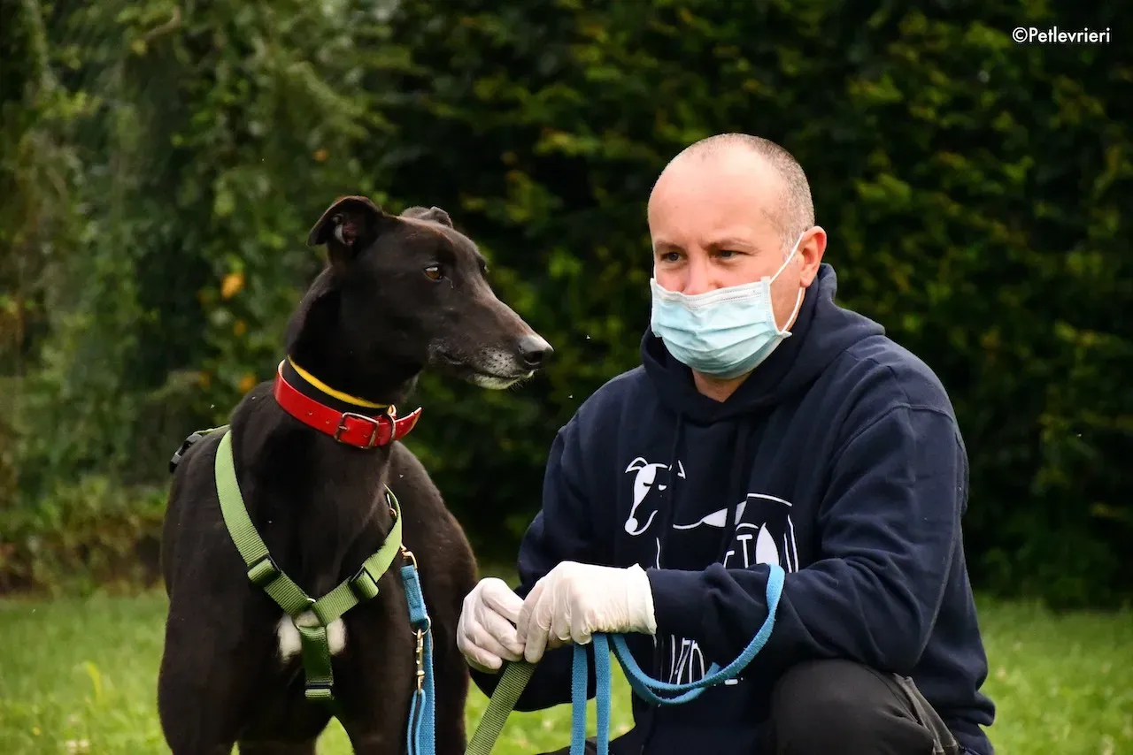 greyhound adoption day 30 maggio 46