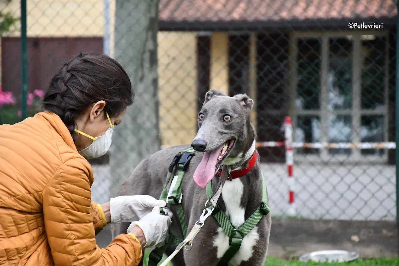 greyhound adoption day 30 maggio 47