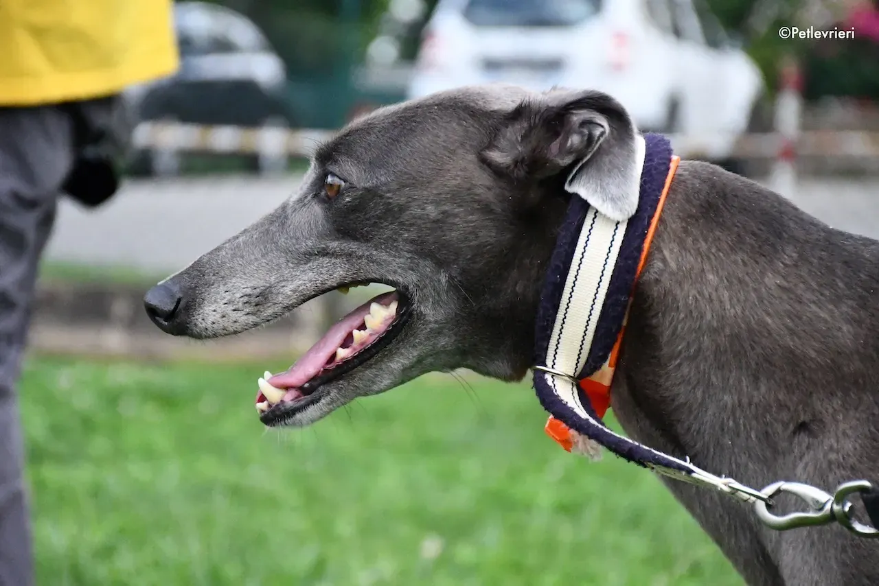 greyhound adoption day 30 maggio 48