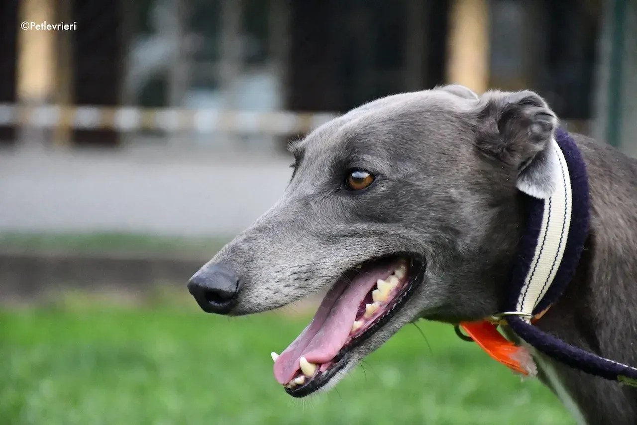 greyhound adoption day 30 maggio 49