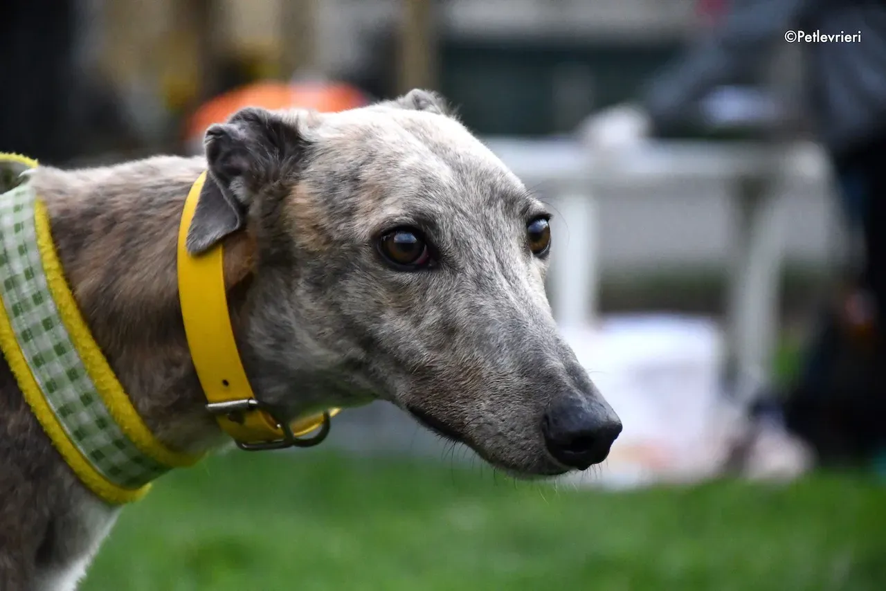 greyhound adoption day 30 maggio 5