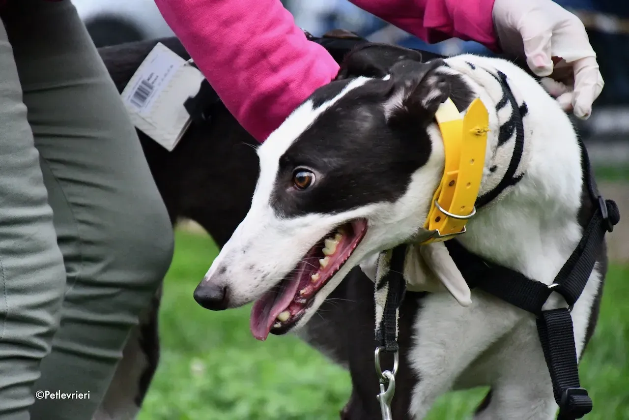 greyhound adoption day 30 maggio 50