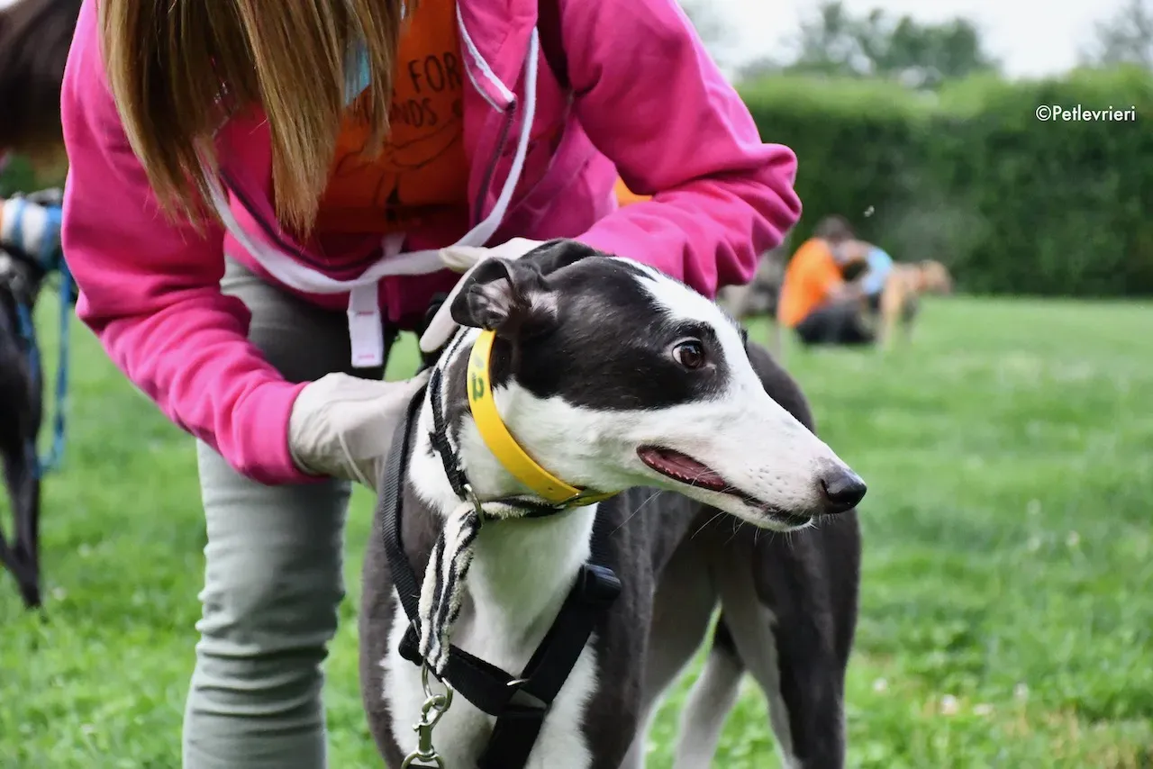greyhound adoption day 30 maggio 51