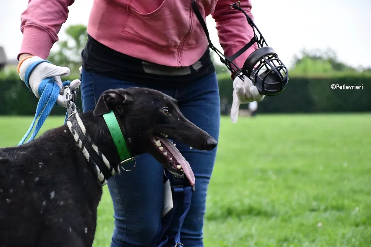 greyhound adoption day 30 maggio 52