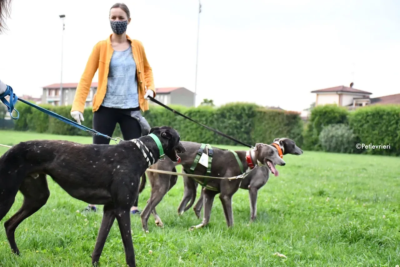 greyhound adoption day 30 maggio 53