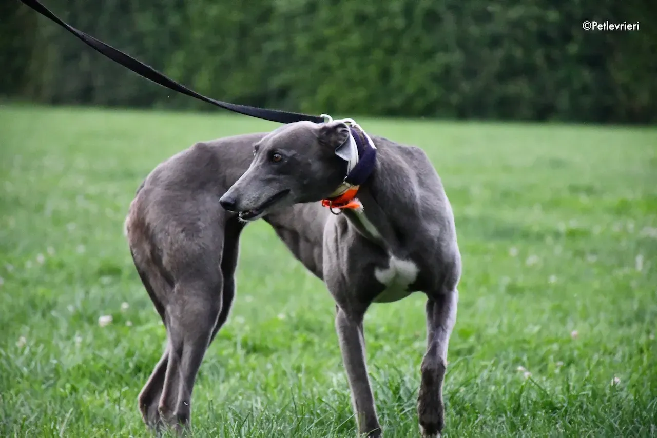 greyhound adoption day 30 maggio 54