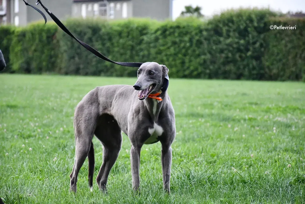 greyhound adoption day 30 maggio 55