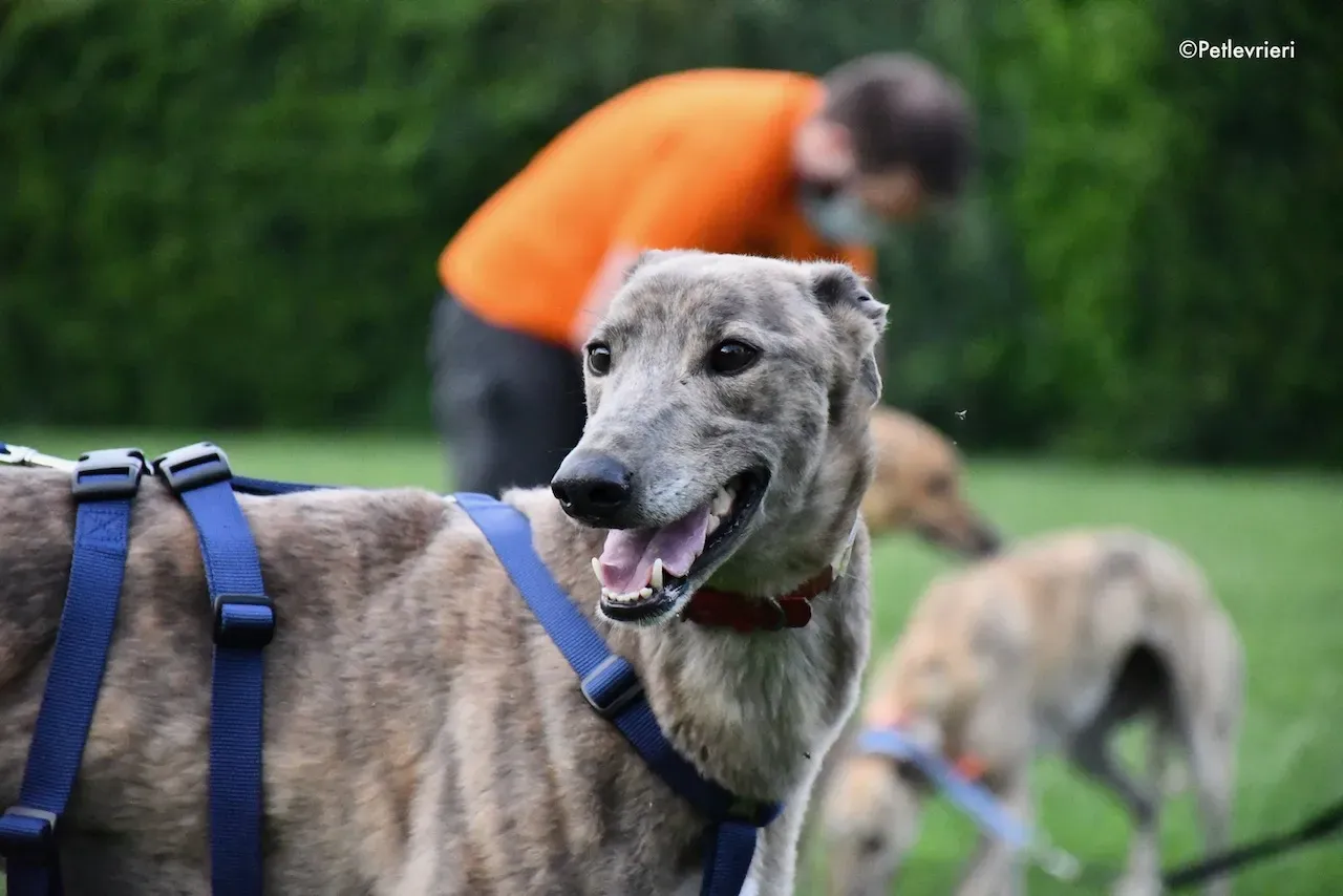 greyhound adoption day 30 maggio 56