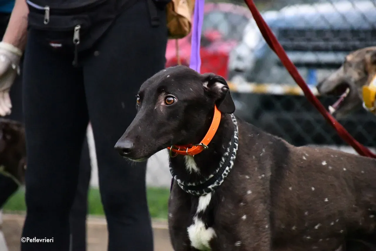 greyhound adoption day 30 maggio 57