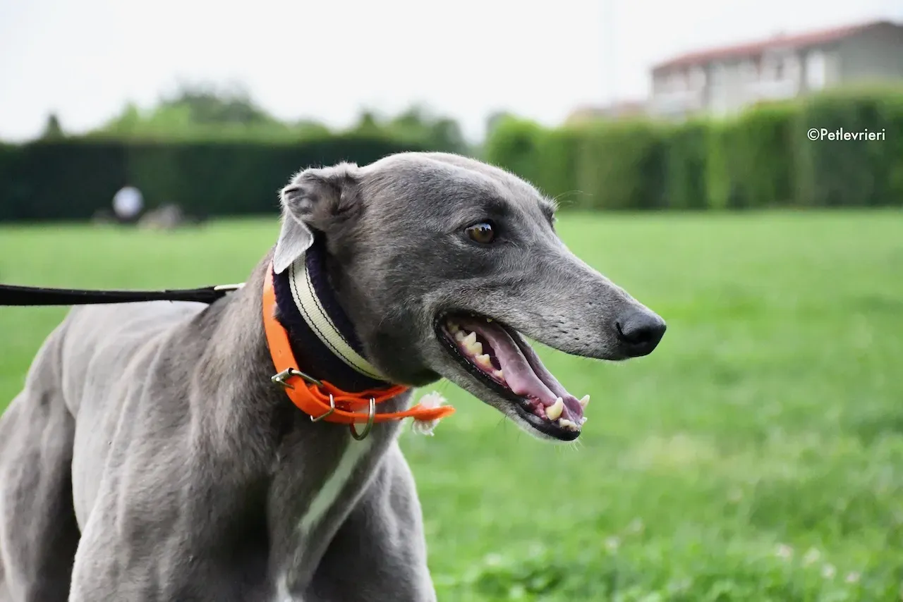 greyhound adoption day 30 maggio 58