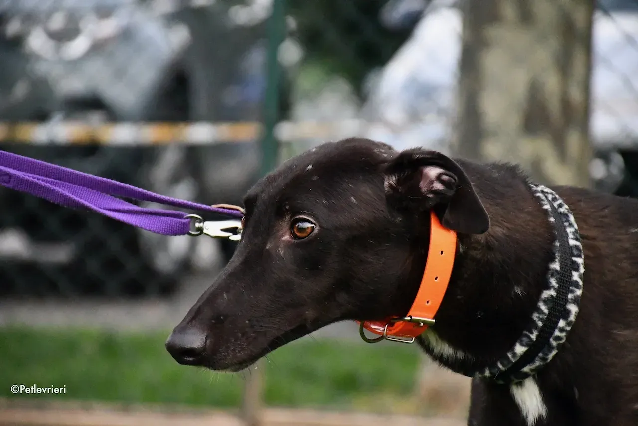 greyhound adoption day 30 maggio 59