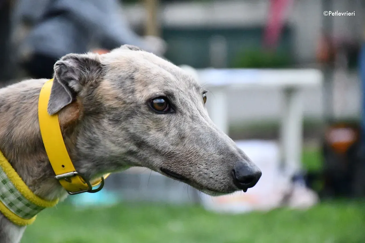 greyhound adoption day 30 maggio 6