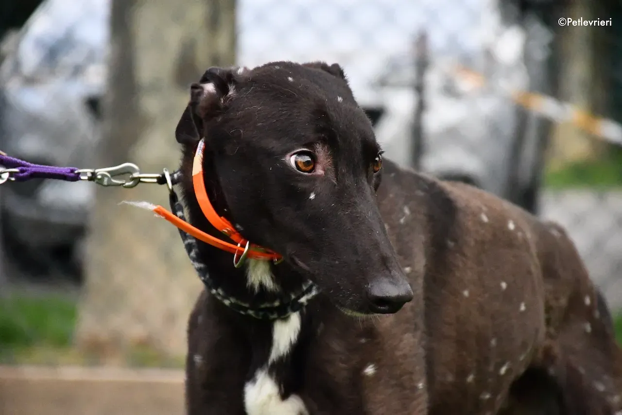 greyhound adoption day 30 maggio 60