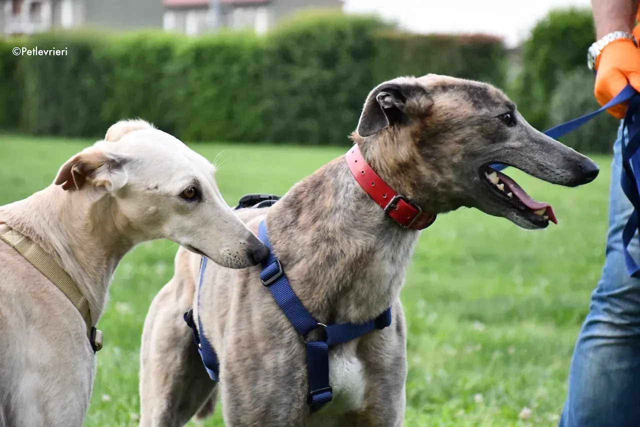 greyhound adoption day 30 maggio 61