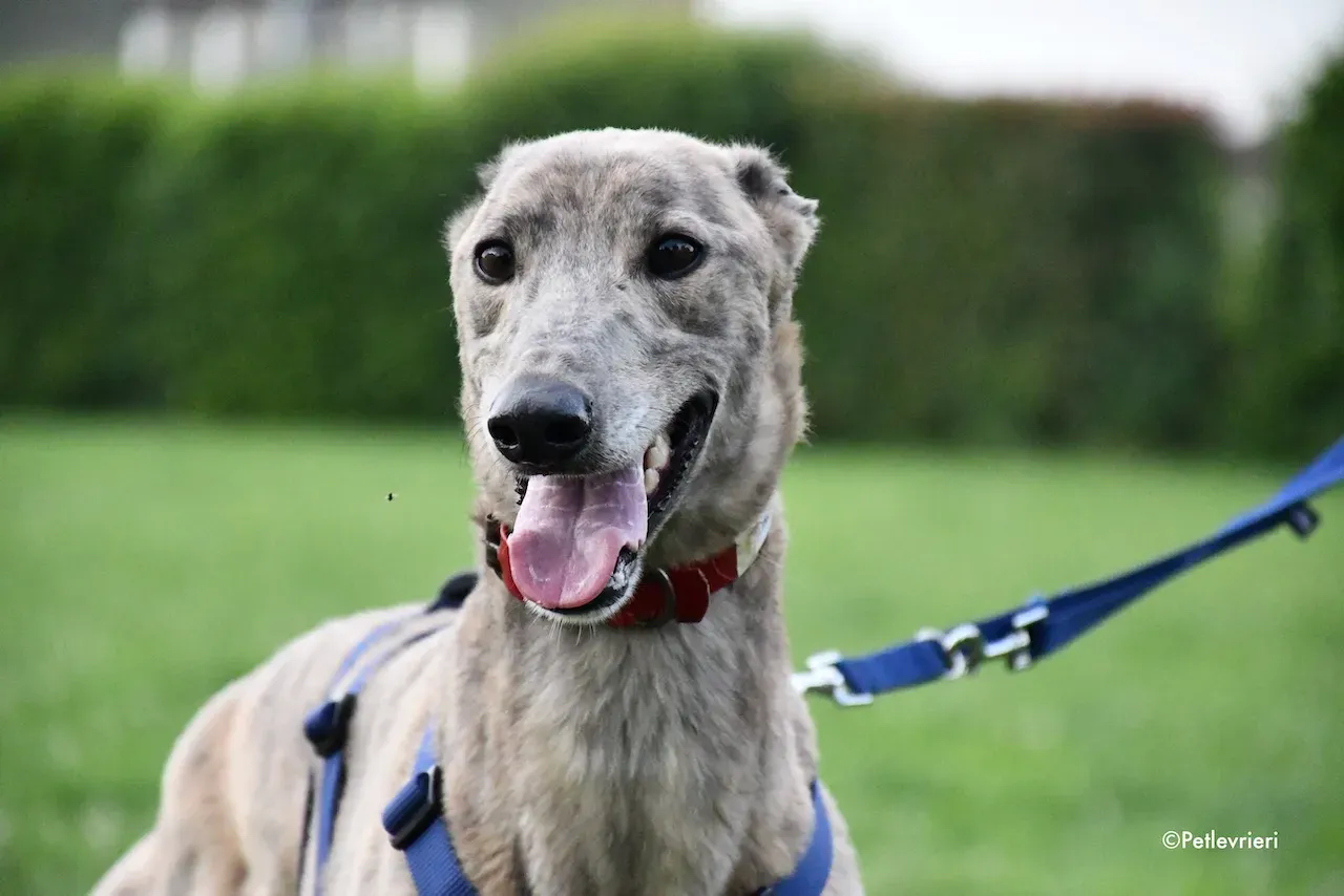 greyhound adoption day 30 maggio 62