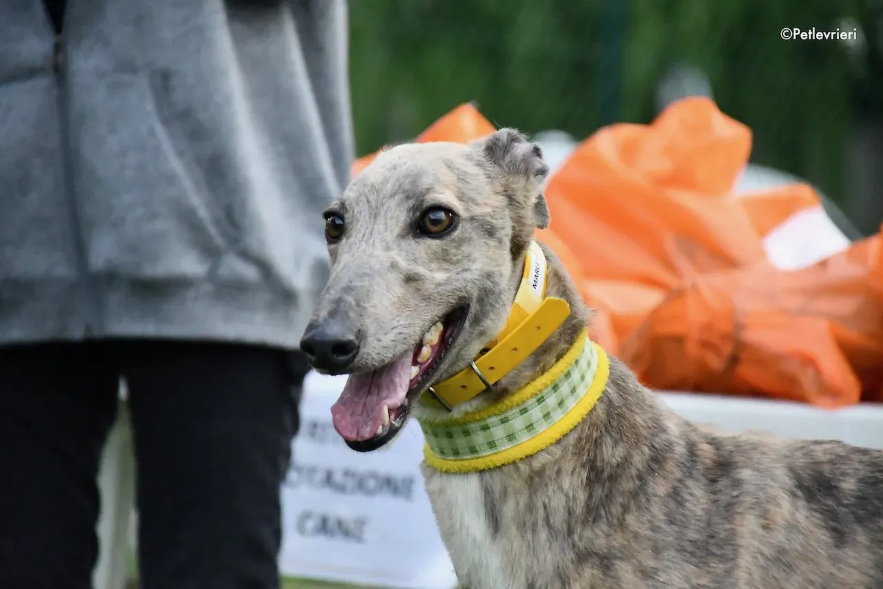 greyhound adoption day 30 maggio 63
