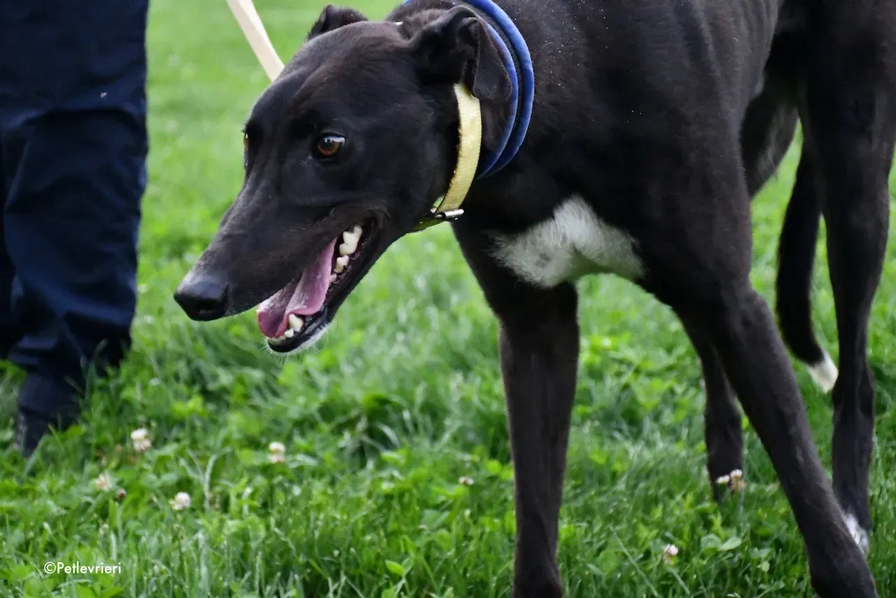 greyhound adoption day 30 maggio 64