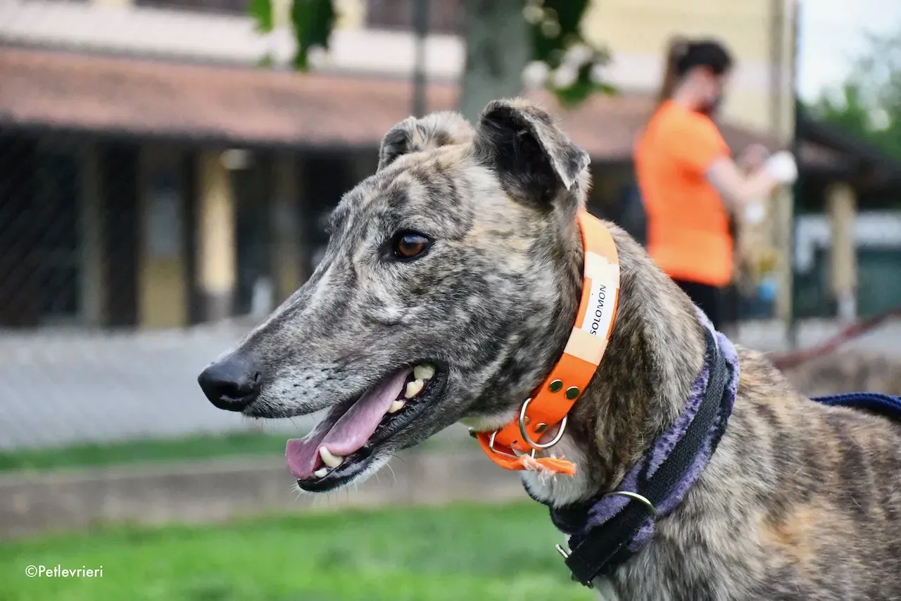 greyhound adoption day 30 maggio 65