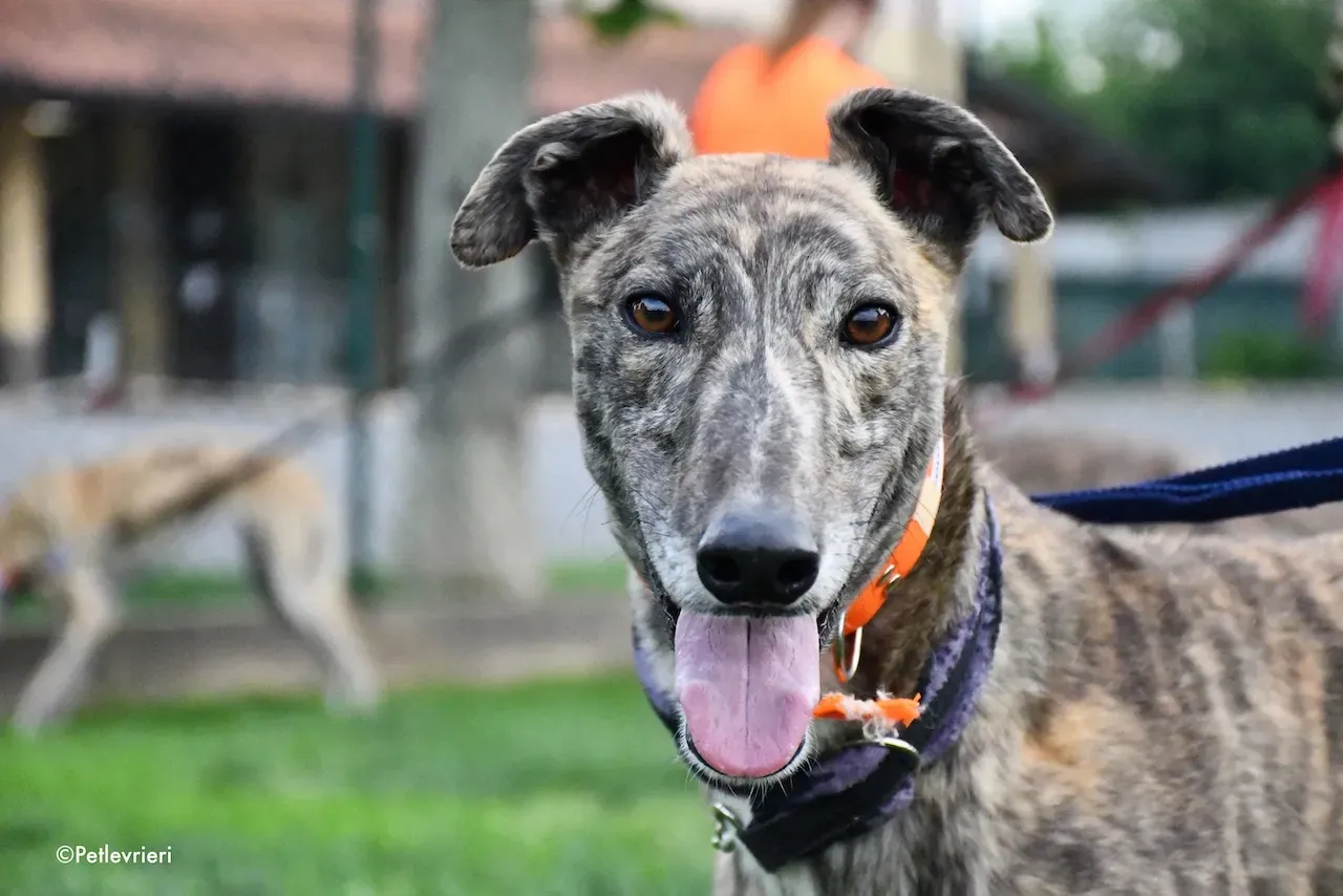 greyhound adoption day 30 maggio 66