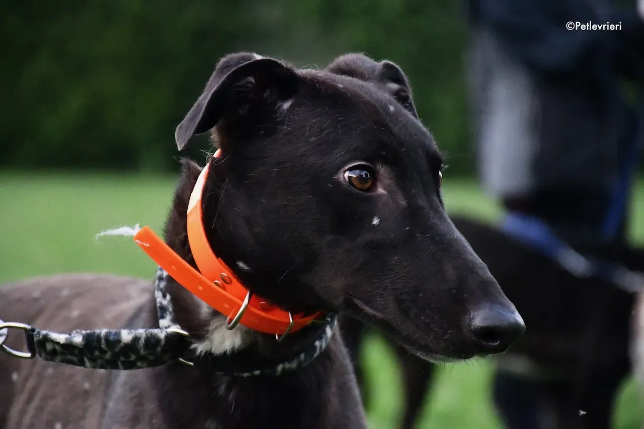 greyhound adoption day 30 maggio 67