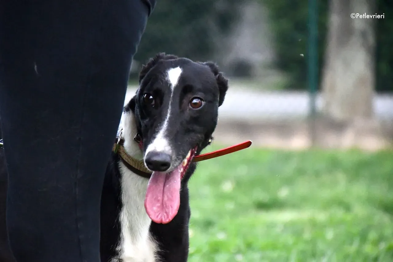 greyhound adoption day 30 maggio 68
