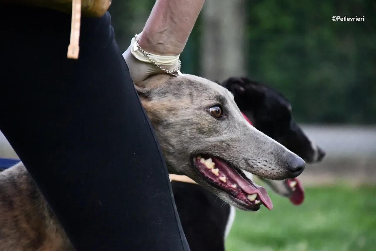 greyhound adoption day 30 maggio 69