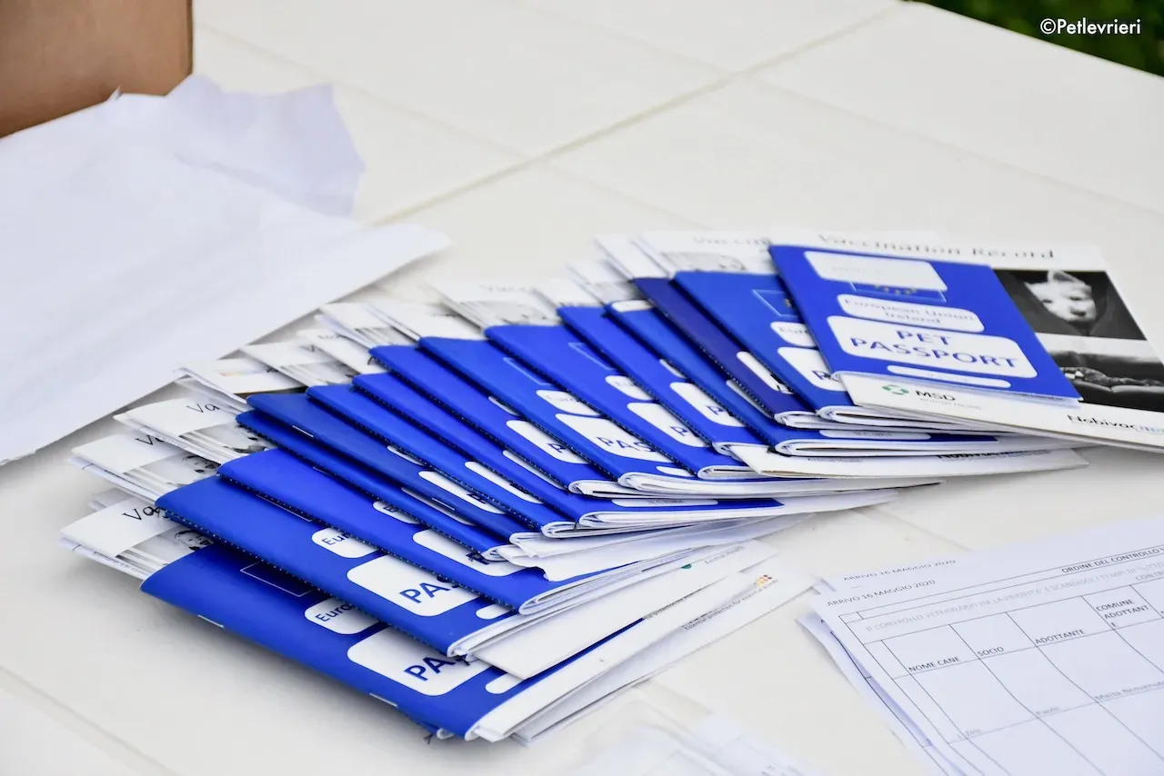 greyhound adoption day 30 maggio 7