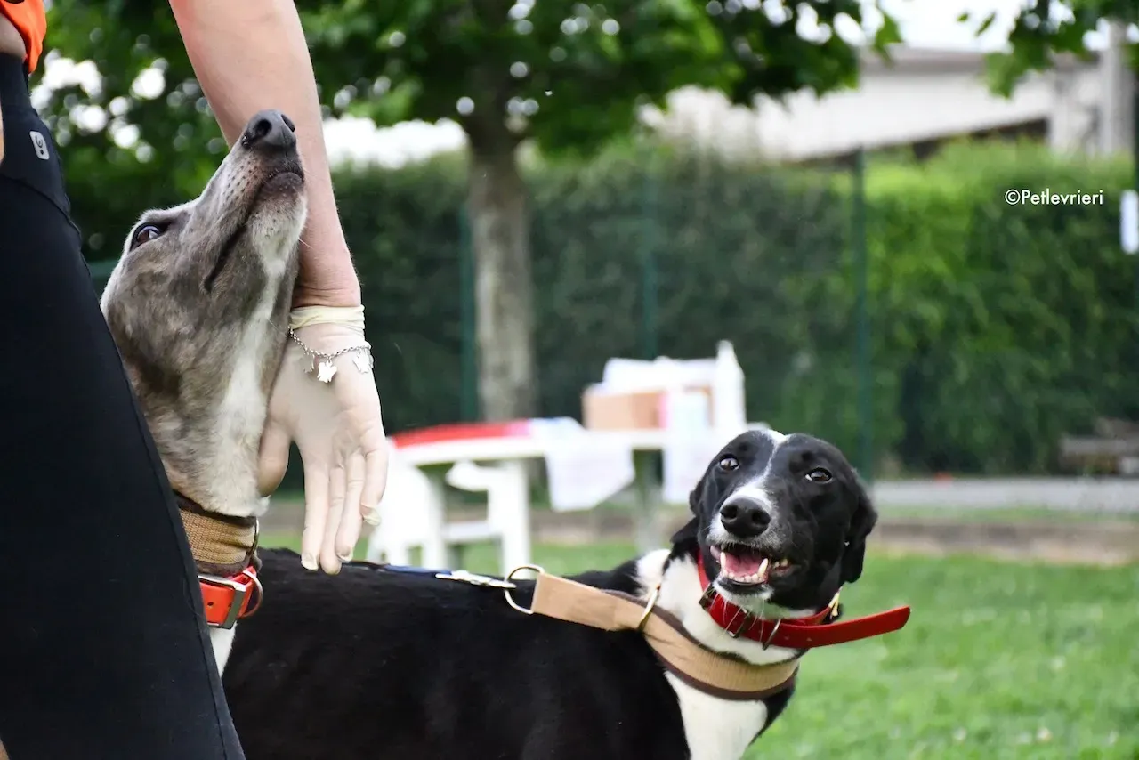 greyhound adoption day 30 maggio 70