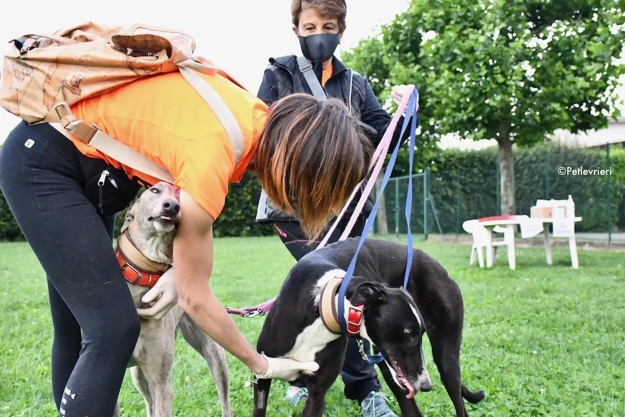 greyhound adoption day 30 maggio 73