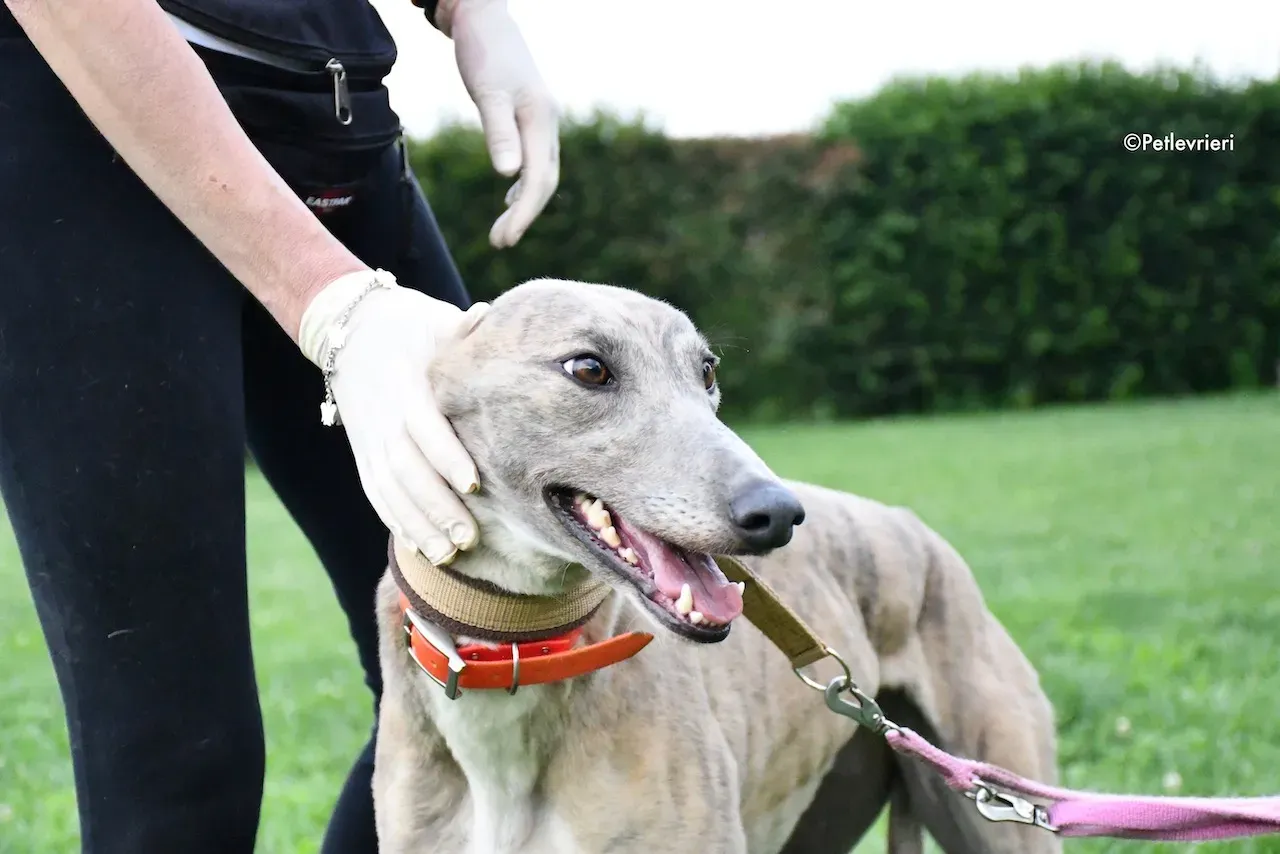 greyhound adoption day 30 maggio 74