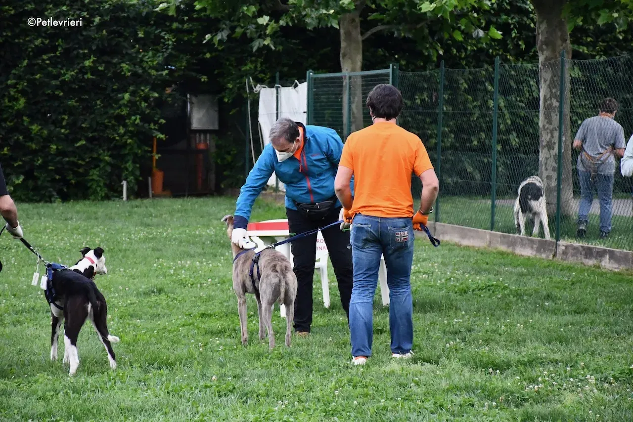 greyhound adoption day 30 maggio 77