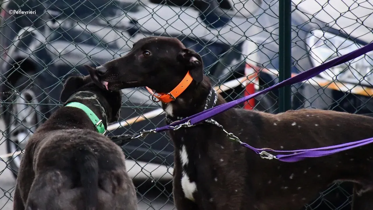 greyhound adoption day 30 maggio 78