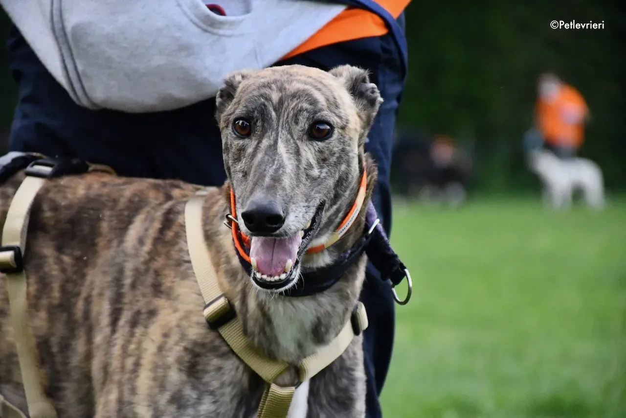 greyhound adoption day 30 maggio 79