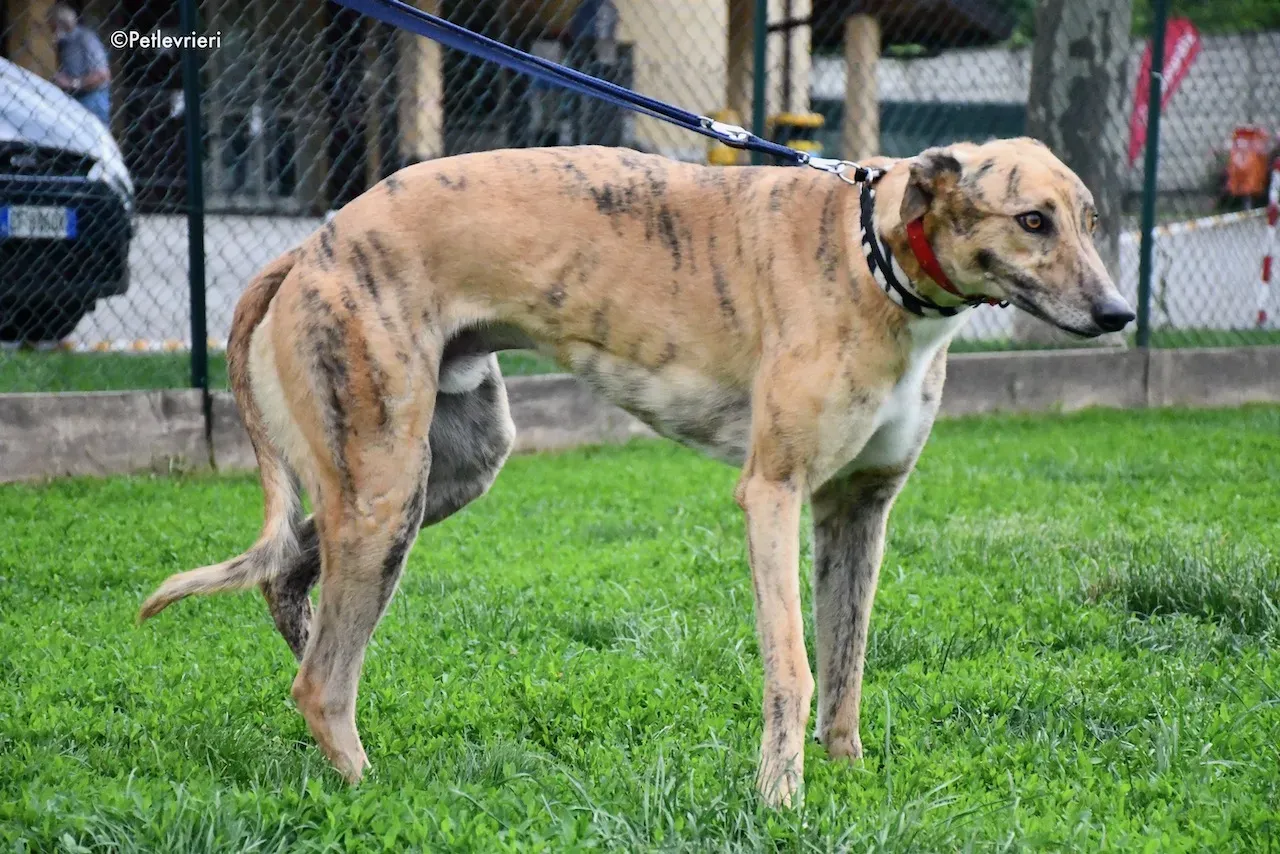 greyhound adoption day 30 maggio 8
