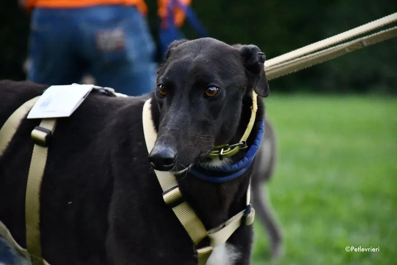 greyhound adoption day 30 maggio 80