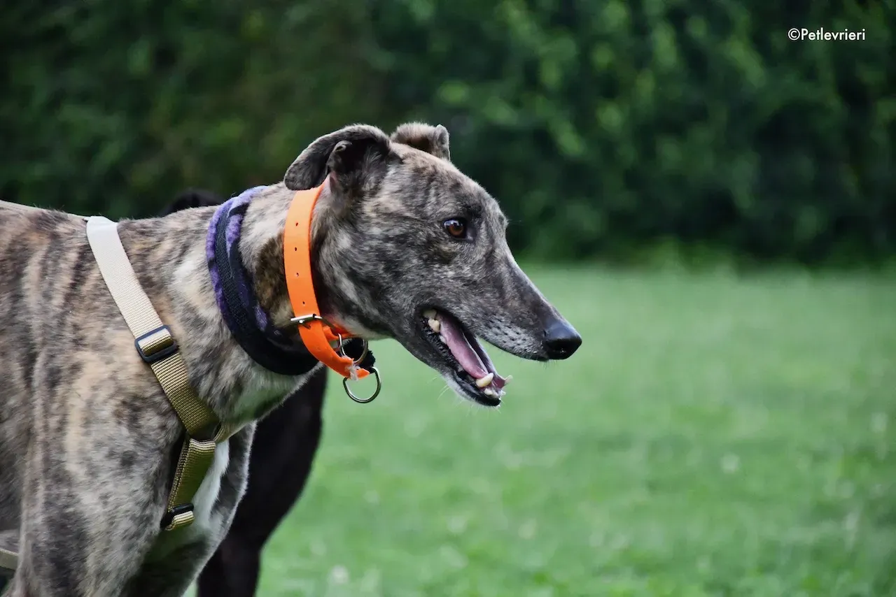 greyhound adoption day 30 maggio 84