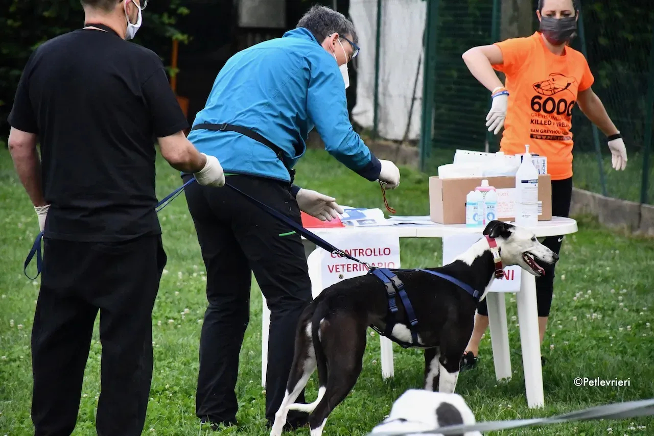 greyhound adoption day 30 maggio 85