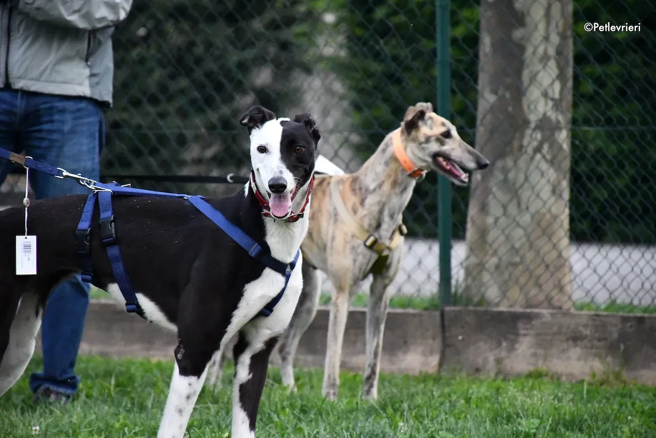 greyhound adoption day 30 maggio 86