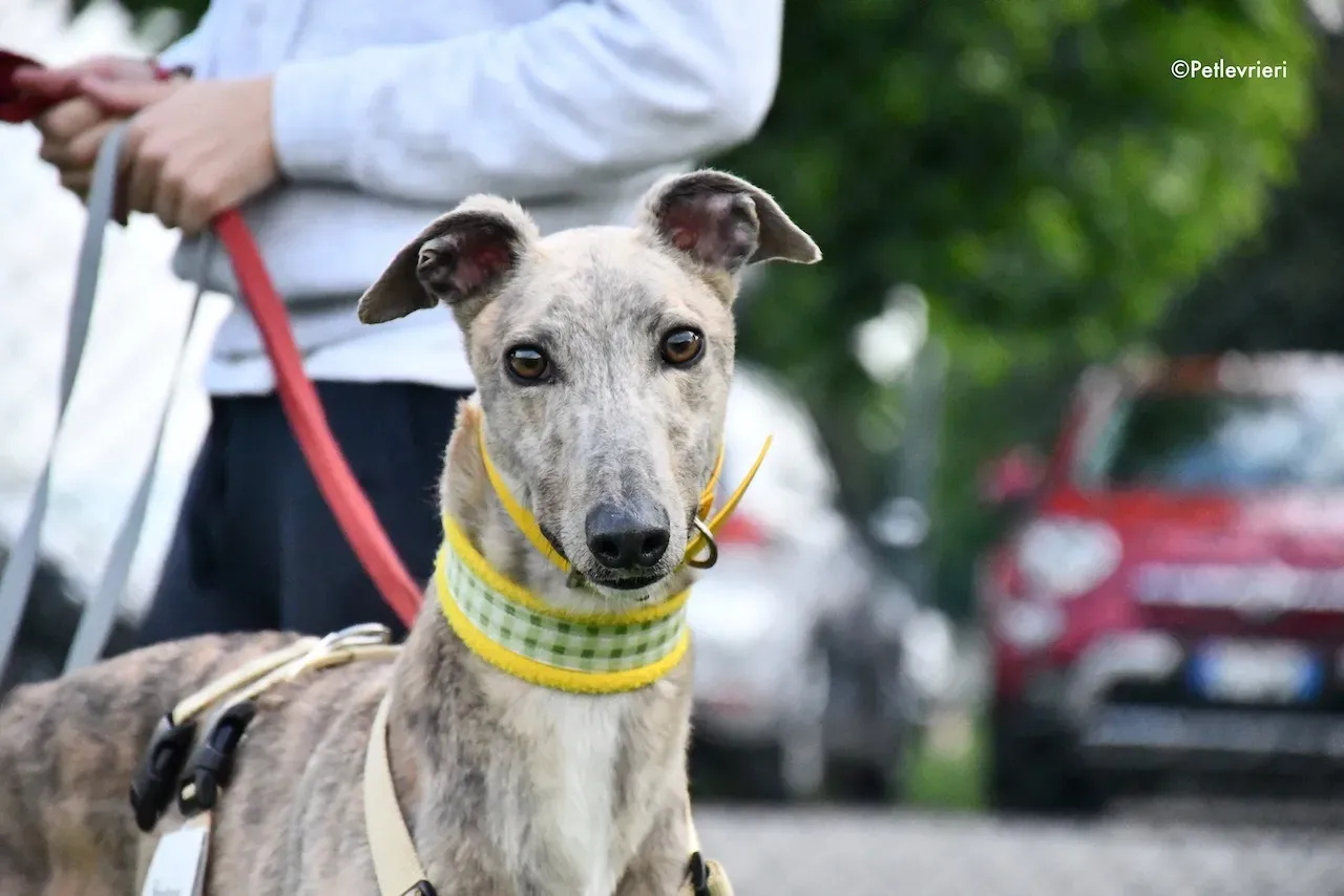 greyhound adoption day 30 maggio 87