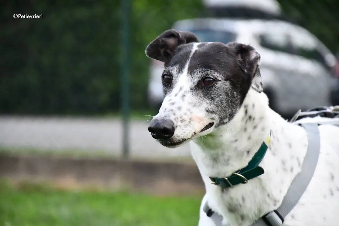 greyhound adoption day 30 maggio 88