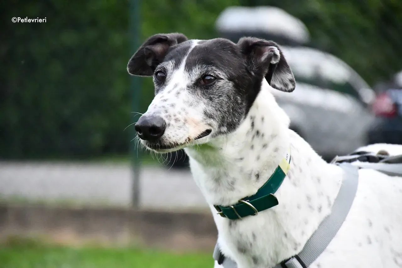 greyhound adoption day 30 maggio 89